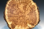 Maple burl #51-91 (17.5" wide x 3.5" high $340) VIEW 2
