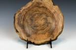 Maple burl #48-50 (8" wide x 1.5" high SOLD)