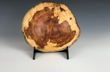 Maple burl spalted #48-60 (6.75" wide x 2.25" high SOLD) VIEW 1