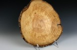 Ash burl #52-39 (11.75" wide x 3.25" high SOLD) VIEW 4